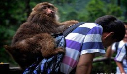 猴子的最新爆料是什么,最新爆料揭示娱乐圈惊人内幕